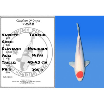 Koi Japon Nisai Tancho eleveur Hoshikin 40-45 cm