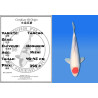 Koi Japon Nisai Tancho eleveur Hoshikin 40-45 cm
