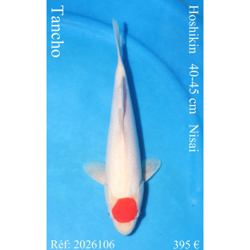 Koi Japan Nisai Tancho kweker Hoshikin 40-45 cm