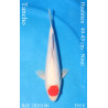 Koi Japon Nisai Tancho eleveur Hoshikin 40-45 cm