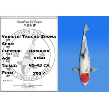 Koi Japon Nisai Tancho Showa eleveur Hoshikin 40-45 cm