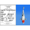 Koi Japan Nisai Tancho Showa kweker Hoshikin 40-45 cm