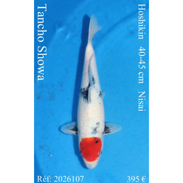 Koi Japan Nisai Tancho Showa kweker Hoshikin 40-45 cm