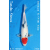 Koi Japon Nisai Tancho Showa eleveur Hoshikin 40-45 cm