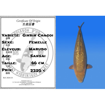 Koi Japan Sansai Ginrin Chagoi Vrouw kweker Marudo 66 cm