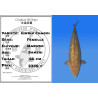Koi Japan Sansai Ginrin Chagoi Vrouw kweker Marudo 66 cm