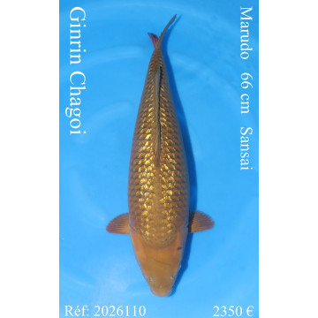 Koi Japan Sansai Ginrin Chagoi Vrouw kweker Marudo 66 cm