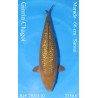 Koi Japan Sansai Ginrin Chagoi Vrouw kweker Marudo 66 cm