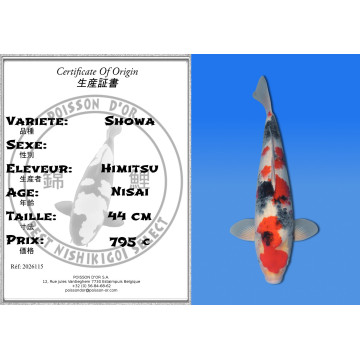 Koi Japan Nisai Showa kweker Himitsu 44 cm
