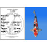 Koi Japon Nisai Showa eleveur Himitsu 44 cm