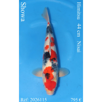 Koi Japon Nisai Showa eleveur Himitsu 44 cm
