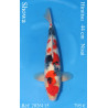 Koi Japan Nisai Showa kweker Himitsu 44 cm
