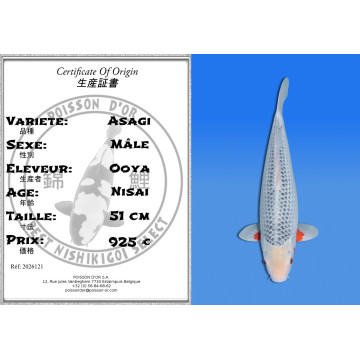 Koi Japon Nisai Asagi Male eleveur Ooya 51 cm