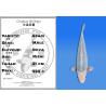 Koi Japon Nisai Asagi Male eleveur Ooya 51 cm