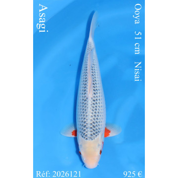 Koi Japan Nisai Asagi Man kweker Ooya 51 cm