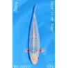 Koi Japan Nisai Asagi Man kweker Ooya 51 cm