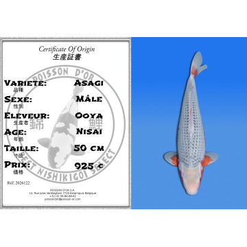 Koi Japon Nisai Asagi Male eleveur Ooya 50 cm