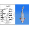 Koi Japan Nisai Asagi Man kweker Ooya 50 cm