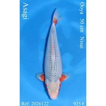 Koi Japan Nisai Asagi Man kweker Ooya 50 cm
