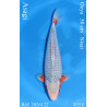 Koi Japon Nisai Asagi Male eleveur Ooya 50 cm