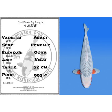 Koi Japan Nisai Asagi Vrouw kweker Ooya 52 cm