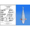 Koi Japon Nisai Asagi Femelle eleveur Ooya 52 cm