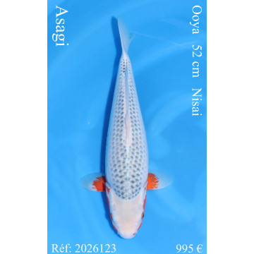 Koi Japon Nisai Asagi Femelle eleveur Ooya 52 cm
