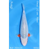 Koi Japan Nisai Asagi Vrouw kweker Ooya 52 cm