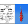 Koi Japon Nisai Goshiki Male eleveur Kawakami 35-40 cm