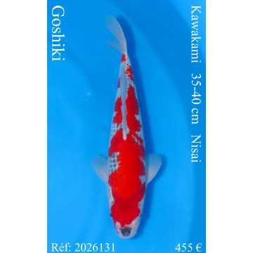 Koi Japan Nisai Goshiki Man kweker Kawakami 35-40 cm