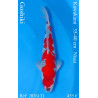 Koi Japan Nisai Goshiki Man kweker Kawakami 35-40 cm