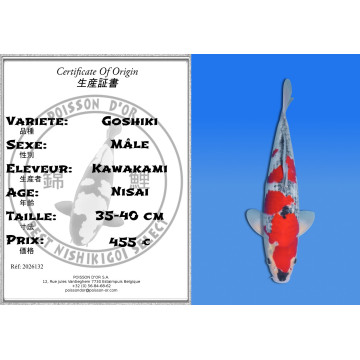 Koi Japon Nisai Goshiki Male eleveur Kawakami 35-40 cm