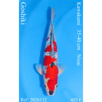 Koi Japan Nisai Goshiki Man kweker Kawakami 35-40 cm