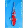 Koi Japan Nisai Goshiki Man kweker Kawakami 35-40 cm