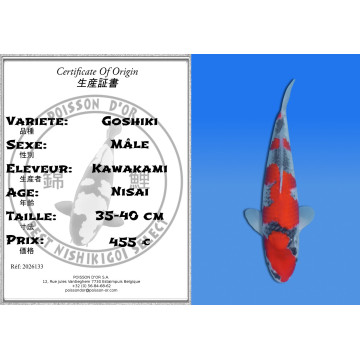 Koi Japon Nisai Goshiki Male eleveur Kawakami 35-40 cm