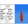 Koi Japon Nisai Goshiki Male eleveur Kawakami 35-40 cm