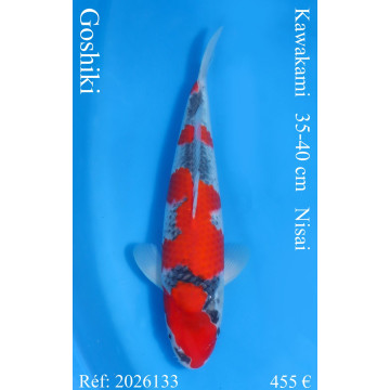 Koi Japon Nisai Goshiki Male eleveur Kawakami 35-40 cm