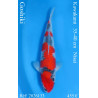 Koi Japon Nisai Goshiki Male eleveur Kawakami 35-40 cm