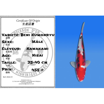 Koi Japan Nisai Beni Kumonryu Man kweker Kawakami 35-40 cm