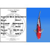 Koi Japon Nisai Beni Kumonryu Male eleveur Kawakami 35-40 cm