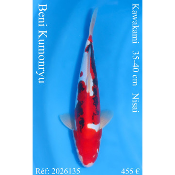 Koi Japan Nisai Beni Kumonryu Man kweker Kawakami 35-40 cm