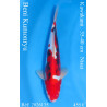 Koi Japon Nisai Beni Kumonryu Male eleveur Kawakami 35-40 cm