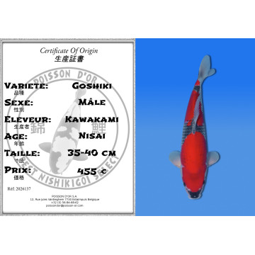 Koi Japon Nisai Goshiki Male eleveur Kawakami 35-40 cm