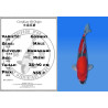 Koi Japan Nisai Goshiki Man kweker Kawakami 35-40 cm