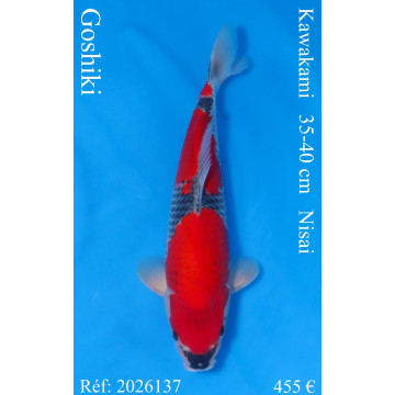 Koi Japan Nisai Goshiki Man kweker Kawakami 35-40 cm