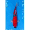 Koi Japan Nisai Goshiki Man kweker Kawakami 35-40 cm