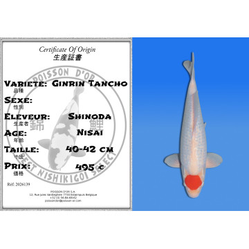 Koi Japon Nisai Ginrin Tancho eleveur Shinoda 40-42 cm