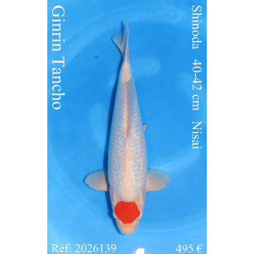 Koi Japan Nisai Ginrin Tancho kweker Shinoda 40-42 cm