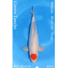 Koi Japan Nisai Ginrin Tancho kweker Shinoda 40-42 cm