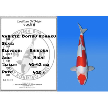 Koi Japan Nisai Doitsu Kohaku kweker Shinoda 40-42 cm